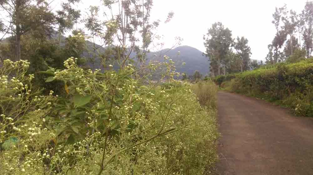1 Acre farm land for sale Kotagiri